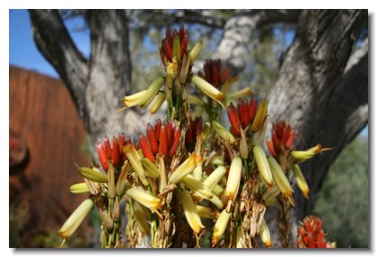 Tucson (35)   Desert Agave Flower